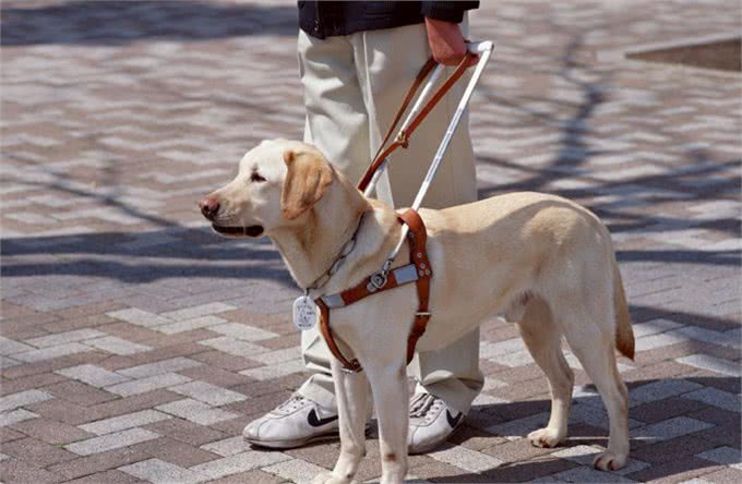 你知道导盲犬是怎样进行训练的吗，见到它请给它一个注目礼!