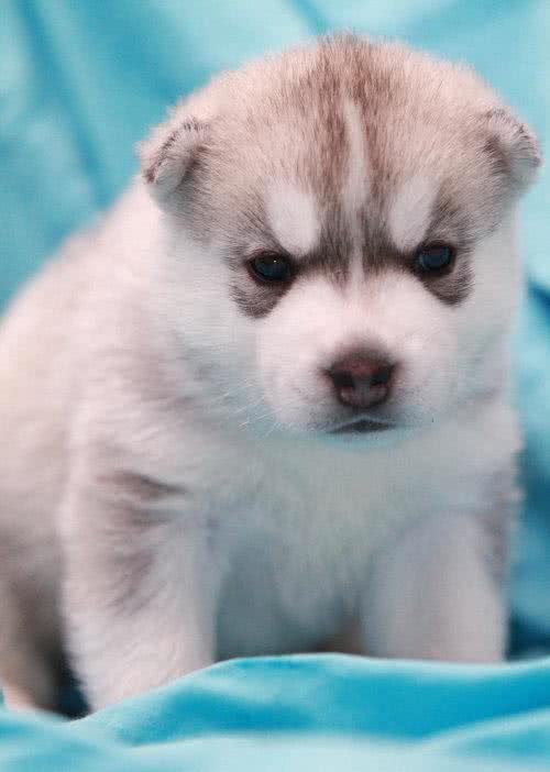 关于狗狗打疫苗的那些事儿