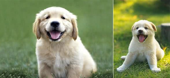 关于狗狗打疫苗的那些事儿