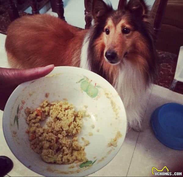 狗狗臃肿肥胖怎么办?五大秘诀帮你的狗狗瘦下来!