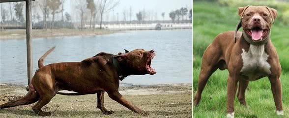 战斗犬让人又爱又恨的犬种