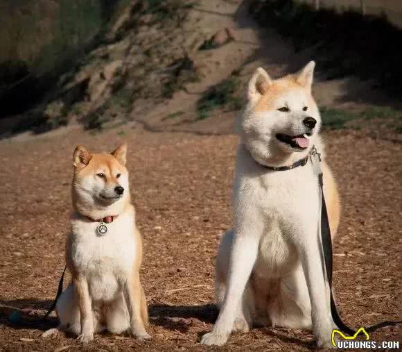 柴犬和秋田的区别有哪些?别再傻傻分不清了!