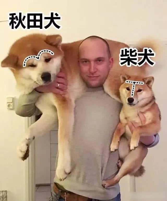 柴犬和秋田的区别有哪些?别再傻傻分不清了!