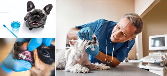 警惕!小型犬更易患牙周病,守护爱犬口腔健康刻不容缓