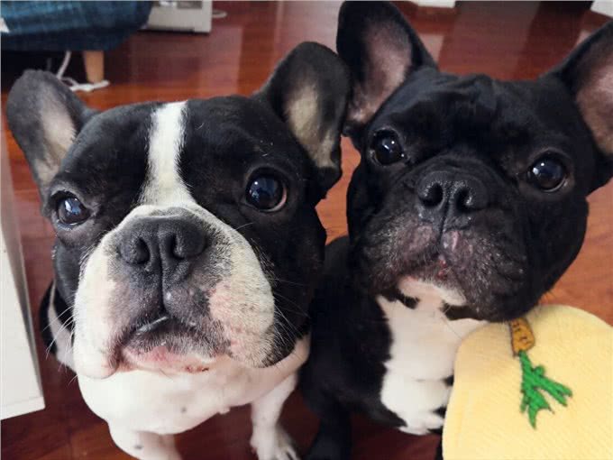 饲养法国斗牛犬,有什么注意事项