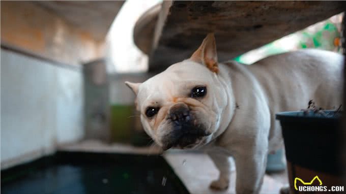 饲养法国斗牛犬,有什么注意事项