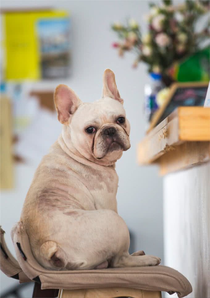 饲养法国斗牛犬,有什么注意事项