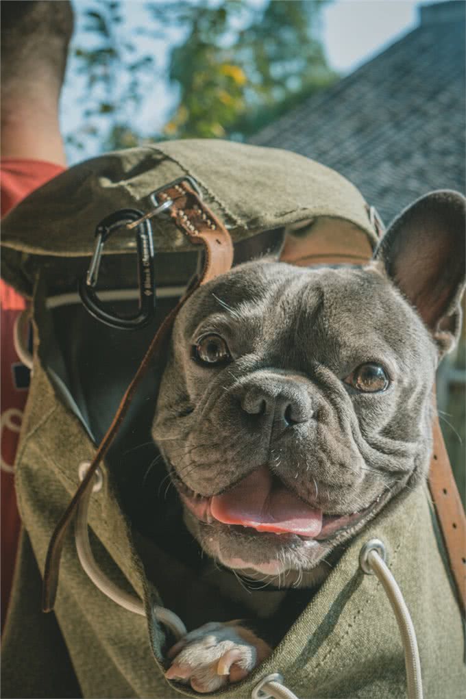 饲养法国斗牛犬,有什么注意事项