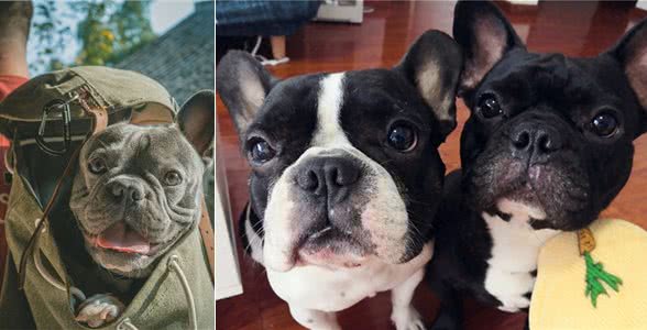 饲养法国斗牛犬,有什么注意事项