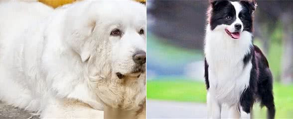 5种无比忠心的狗狗，第一种一辈子只认一个主人，至死方休