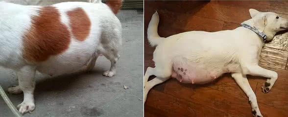 母狗怀孕了!咋吃?咋补?该做啥?这一篇统统告诉你
