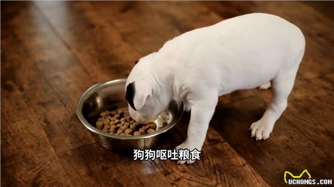 狗狗呕吐的5种常见病因及应对方法