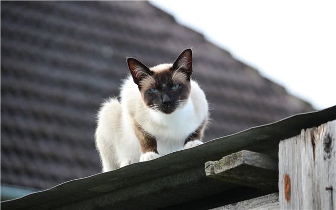 泰国贵族短毛猫，猫中之狗暹罗猫