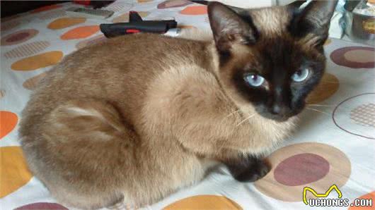 泰国贵族短毛猫，猫中之狗暹罗猫