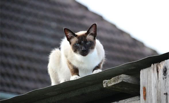 泰国贵族短毛猫，猫中之狗暹罗猫