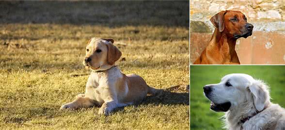 梵希娅洗护课堂丨告别狗味，洗澡让爱宠与你更亲近!