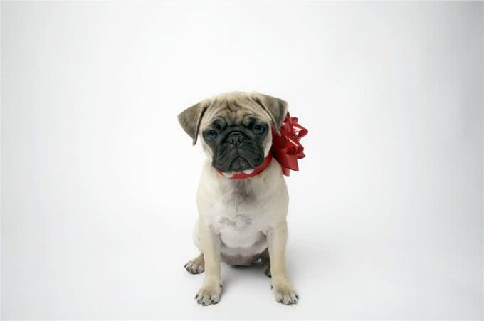 养巴哥犬最可怕的事情,就是一边后悔一边养着