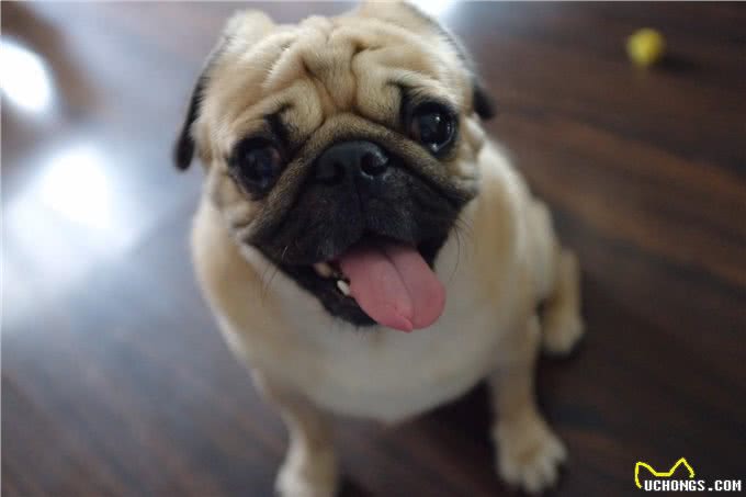 养巴哥犬最可怕的事情,就是一边后悔一边养着