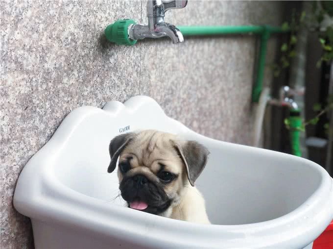 养巴哥犬最可怕的事情,就是一边后悔一边养着