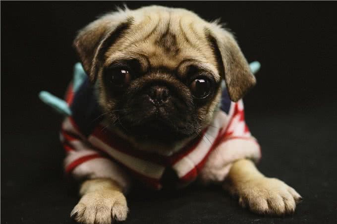 养巴哥犬最可怕的事情,就是一边后悔一边养着