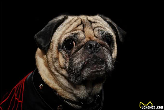 养巴哥犬最可怕的事情,就是一边后悔一边养着