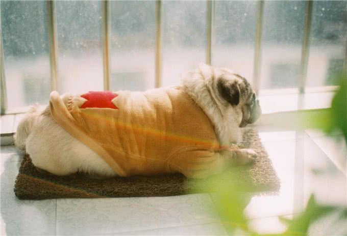 养巴哥犬最可怕的事情,就是一边后悔一边养着