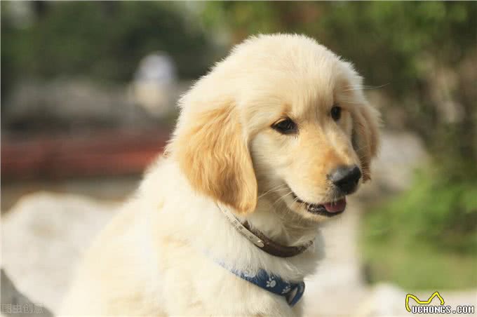 幼犬都了能吃什么,饮食方法参考