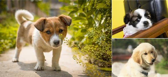 幼犬都了能吃什么,饮食方法参考