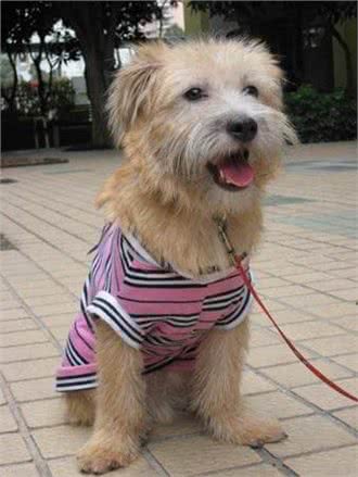 世界最小最可爱的猎犬，西班牙小猎犬超萌