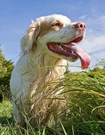 世界最小最可爱的猎犬，西班牙小猎犬超萌