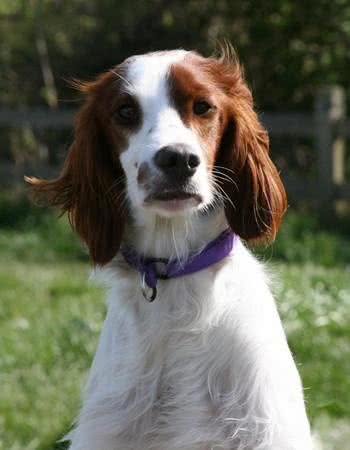 世界最小最可爱的猎犬，西班牙小猎犬超萌