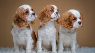 世界最小最可爱的猎犬，西班牙小猎犬超萌