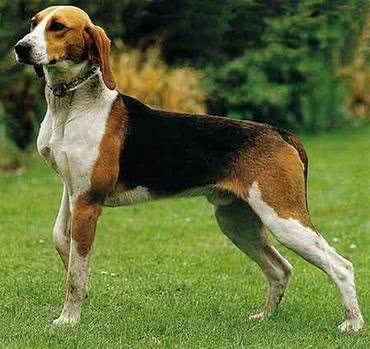 世界最小最可爱的猎犬，西班牙小猎犬超萌