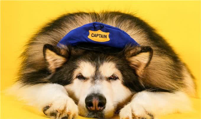 狗为什么不能吃巧克力，葡萄，尤其是洋葱