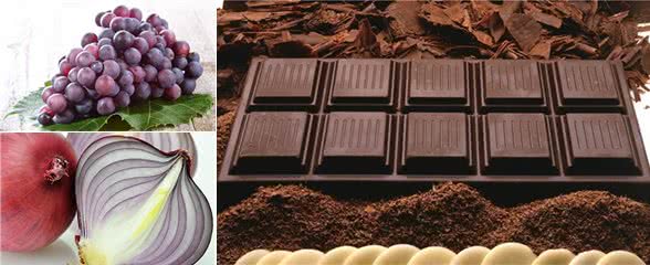 狗为什么不能吃巧克力,葡萄,尤其是洋葱