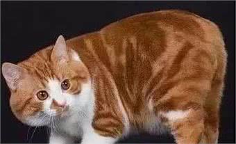 辟谣，无尾猫是长寿猫:不，一旦患病活不过5年