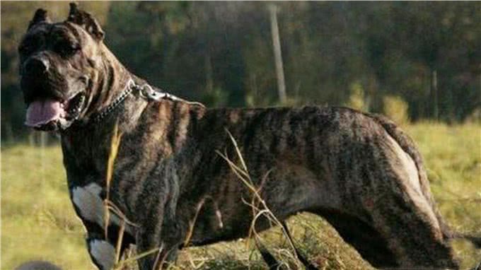 犬中老虎菲勒犬曾以猎豹为食，被用来抓捕奴隶，现被多国禁养
