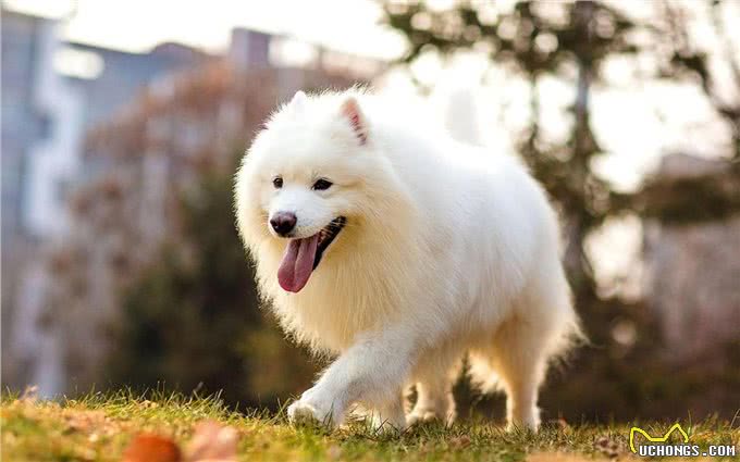 养狗和养猫的区别在哪里?以下几个点，是它们的主要区分