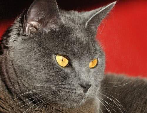 养狗和养猫的区别在哪里?以下几个点，是它们的主要区分