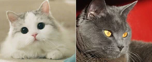 养狗和养猫的区别在哪里?以下几个点，是它们的主要区分