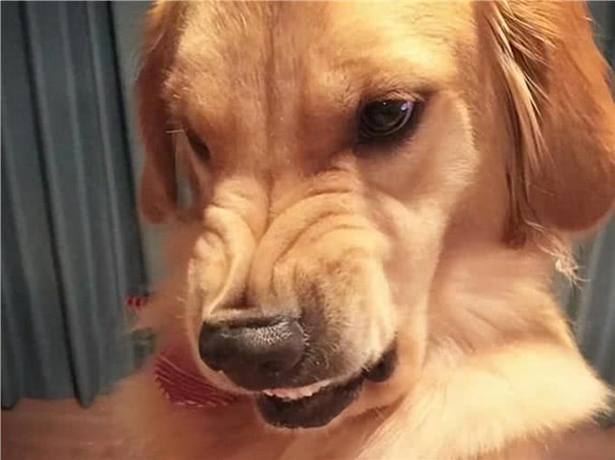 养不熟的狗，都会有这些特征，希望你家狗没有