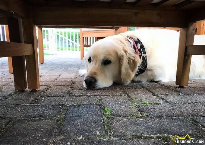 养不熟的狗，都会有这些特征，希望你家狗没有