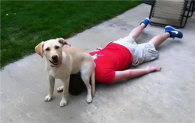 养不熟的狗，都会有这些特征，希望你家狗没有