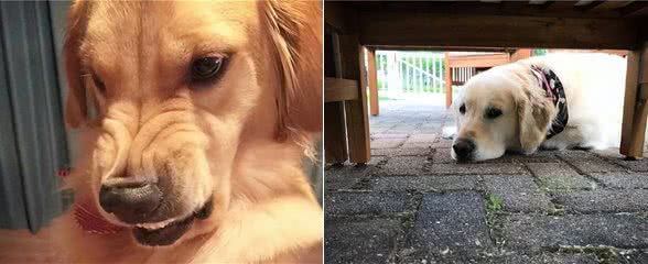 养不熟的狗,都会有这些特征,希望你家狗没有