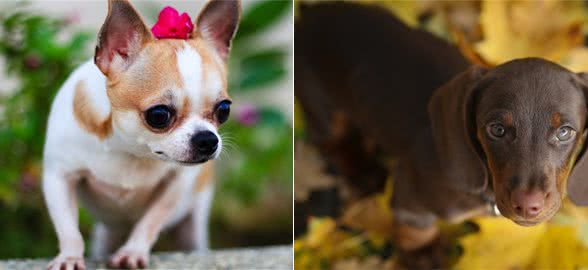 哪种狗狗好养?4种最好养活的宠物犬，谁能告诉我你的爱犬中了吗