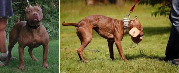 狗狗中的斗战胜犬:世界第一神犬比特犬所向披靡，杀伤力强大