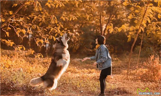 阿拉斯加犬小时候以为是个青铜长大了才知道是个王者!