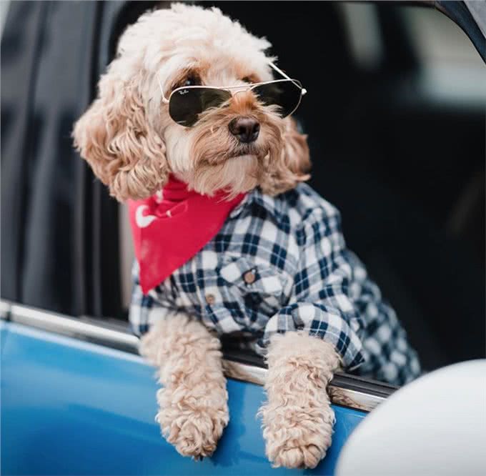 不得不说，铲屎官给狗狗取得这些名字，实在让人佩服