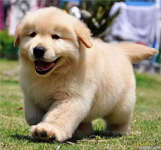 不得不说，铲屎官给狗狗取得这些名字，实在让人佩服