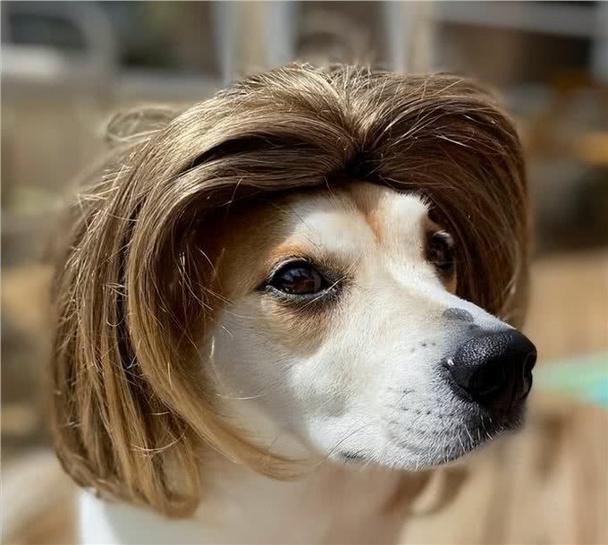 不得不说，铲屎官给狗狗取得这些名字，实在让人佩服